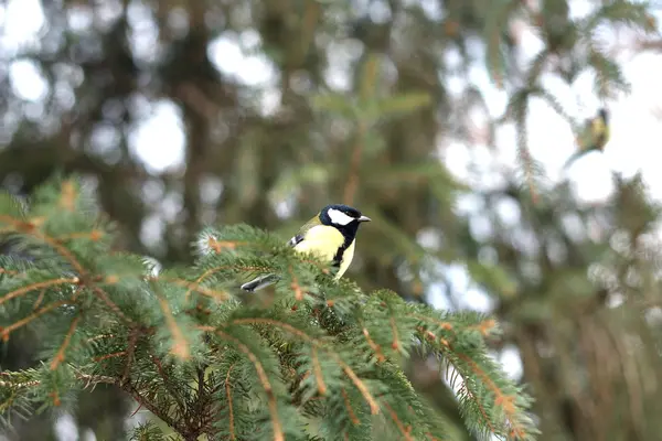 parkta dalları üzerinde küçük kuş