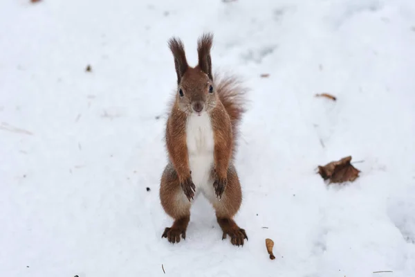 Cute Red Squirrel Snow Winter — Stock Photo, Image