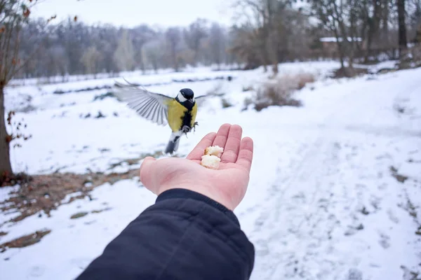 Schöne Gelbe Tomtit Frisst Aus Einer Hand — Stockfoto