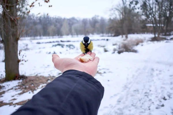 bir eli yemek güzel sarı tomtit