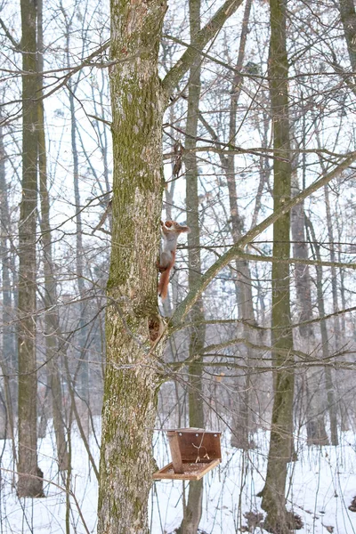 Bir ağacın dallarında kırmızı sincap fındık yiyor