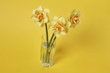 Sarı arka planda vazoda bir buket güzel nergis, kutlama konsepti  