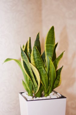 Sansevieria trifasciata Prain. Plant in room making fresh air. clipart