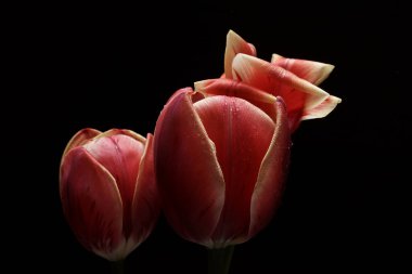 siyah arka plan üzerinde iki lale