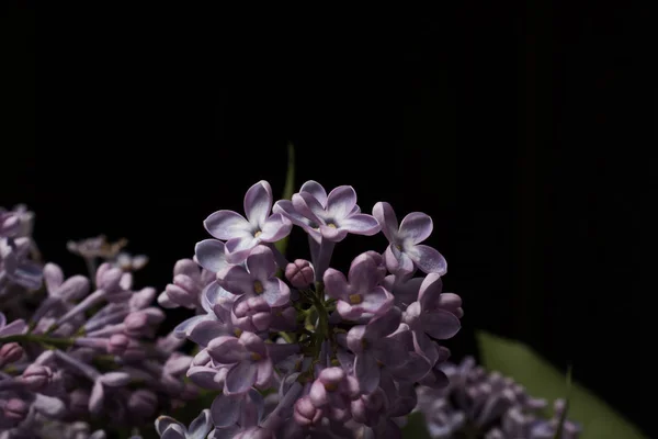 Квіти Бузку Чорному Тлі — стокове фото