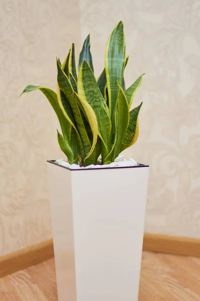 Σανσεβιέρια Τριφασάτα Πρέιν Φυτό Στο Δωμάτιο Κάνοντας Φρέσκο Αέρα — Φωτογραφία Αρχείου
