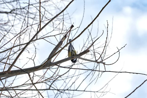 Bird Portrait Great Tit Parus Major Perching Tree Branch — Stockfoto
