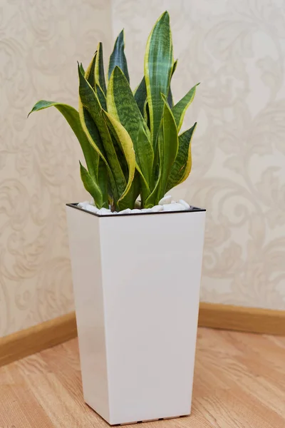 Σανσεβιέρια Τριφασάτα Πρέιν Φυτό Στο Δωμάτιο Κάνοντας Φρέσκο Αέρα — Φωτογραφία Αρχείου