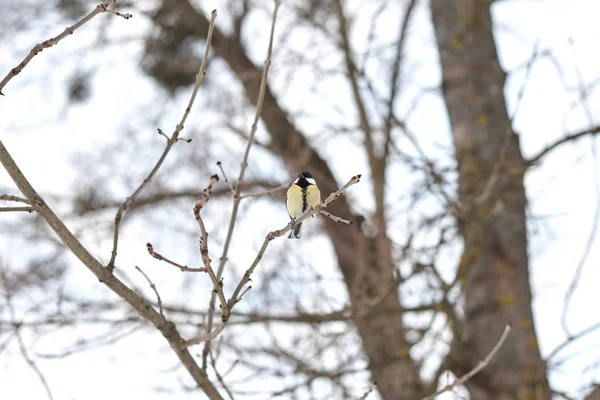 Bird Portrait Great Tit Parus Major Perching Tree Branch — Stock Fotó