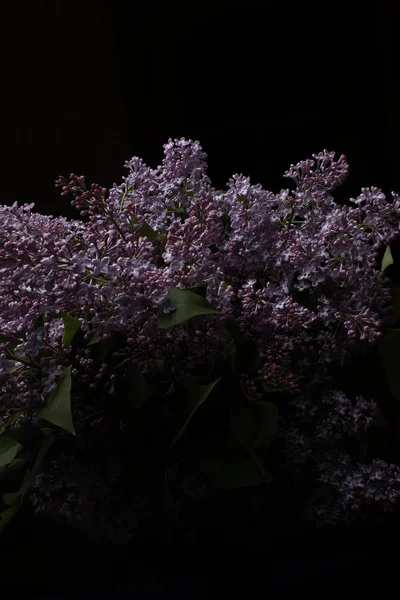 Lilac Květiny Černém Pozadí — Stock fotografie