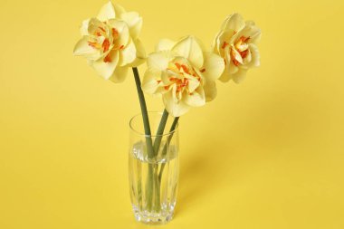 Sarı arka planda vazoda bir buket güzel nergis, kutlama konsepti  