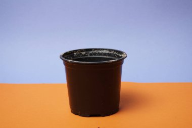 Turuncu ve mavi arkaplandaki saksı bitkisinin yakın görüntüsü