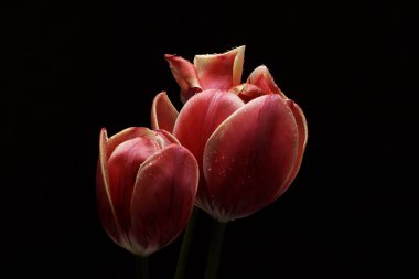 Kopya alanı ile siyah arka plan üzerinde su damlaları ile Laleler