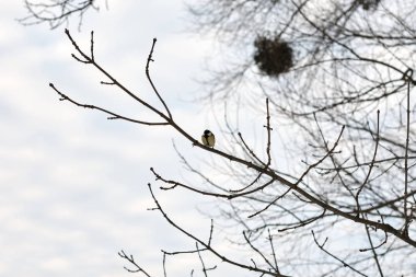 Bird portrait, Great Tit ( Parus major ) perching on tree branch