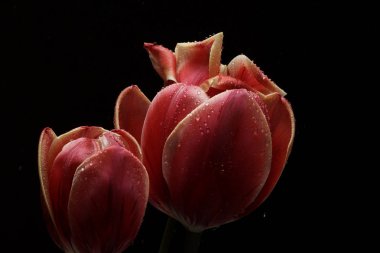 Kopya alanı ile siyah arka plan üzerinde su damlaları ile Laleler