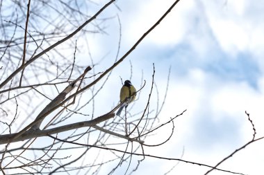 Bird portrait, Great Tit ( Parus major ) perching on tree branch