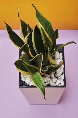 Sansevieria trifasciata Prain. Plant in room making fresh air. clipart