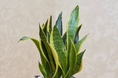 Sansevieria trifasciata Prain. Taze hava yapma odasında bitki.