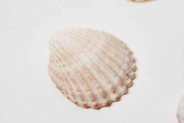 Beyaz arkaplanda deniz kabuğu izole.