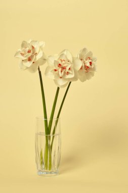 Sarı arka planda vazoda bir buket güzel nergis, kutlama konsepti  