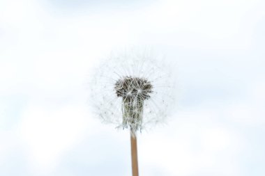 Bulanık doğal arka plan üzerinde kuru karahindiba  