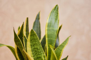 Sansevieria trifasciata Prain. Taze hava yapma odasında bitki.