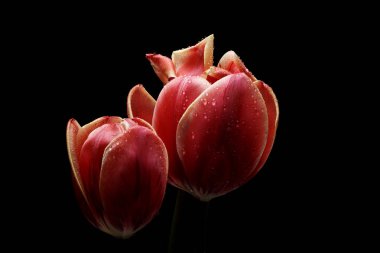 siyah arka plan üzerinde iki lale