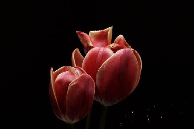 Kopya alanı ile siyah arka plan üzerinde su damlaları ile Laleler