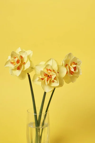 Bouquet Belles Jonquilles Vase Sur Fond Jaune Concept Célébration — Photo