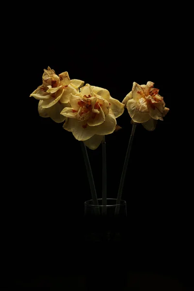Fleurs Narcisses Jaunes Sur Fond Noir — Photo