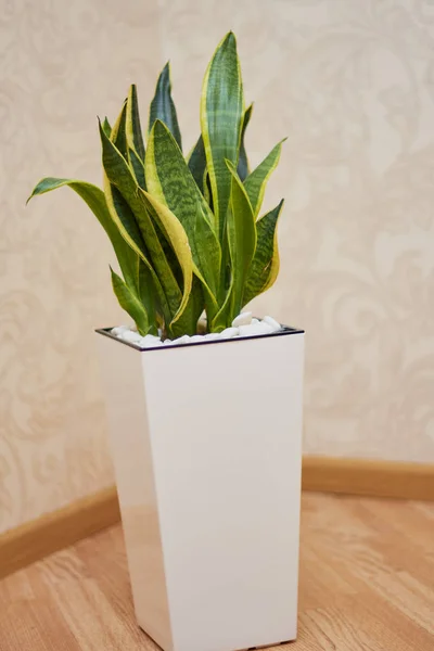 Sansevieria Trifasciata Prain Plante Dans Chambre Faisant Air Frais — Photo