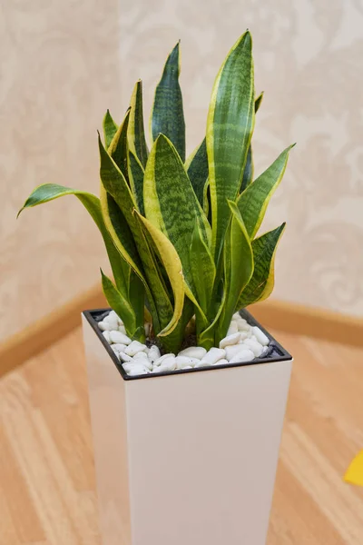 Sansevieria trifasciata Prain. Taze hava yapma odasında bitki.