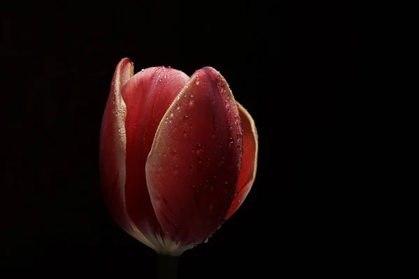single tulip flower on black background