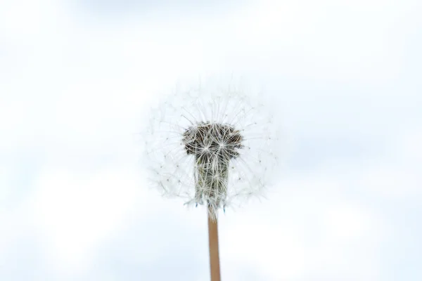 Dry Dandelion Blurred Natural Background — Stock Photo, Image