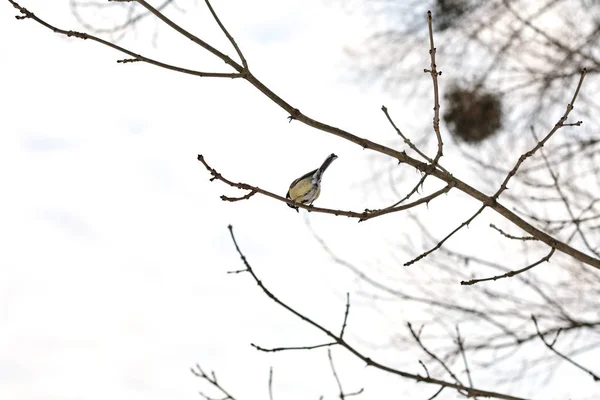 Bird Portrait Great Tit Parus Major Perching Tree Branch — Stock Fotó
