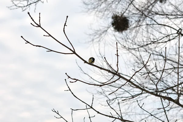 Portret Ptaka Wielki Sikora Parus Major Perching Gałęzi Drzewa — Zdjęcie stockowe