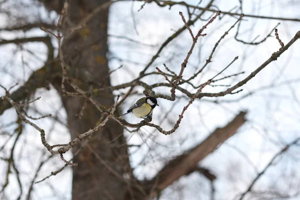 Vogelporträt Kohlmeise Parus Major Hockt Auf Ast — Stockfoto