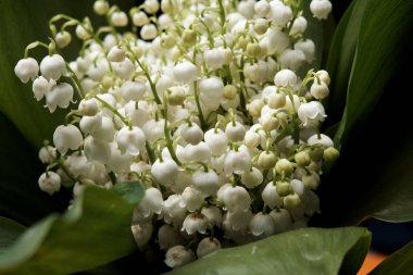 Vadinin çiçek açan zambaklarının yakın görünümü