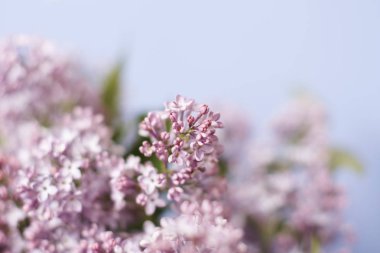 Yumuşak odak ve bulanık arka plan ile çiçekli leylak çiçekleri