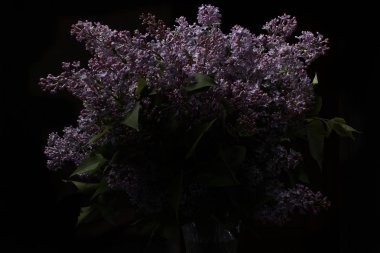 Siyah arka planda leylak çiçekleri