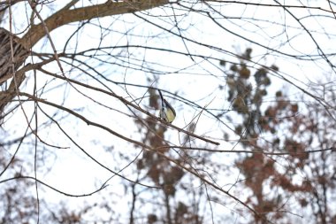 Kış ormanlarında ağaç üzerine tüneen mavi memit
