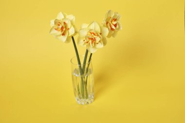 Sarı arka planda vazoda bir buket güzel nergis, kutlama konsepti  