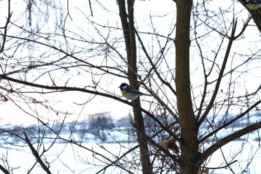 Parkta ağaç dalı üzerine tüneen mavi memit
