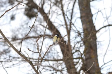 Kış ormanlarında ağaç üzerine tüneen mavi memit