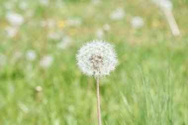 Bulanık doğal arka plan üzerinde kuru karahindiba yakınçekim
