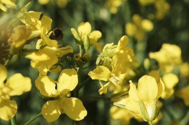 Çiçek açan kolza çiçeklerinin yakın görünümü
