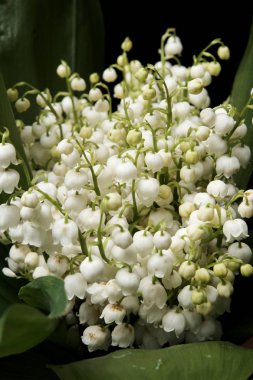 Vadinin zambakları siyah arka planda