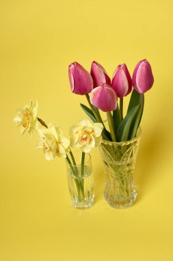 Sarı arka planda vazolar içinde güzel laleler ve nergisler, kutlama konsepti.  