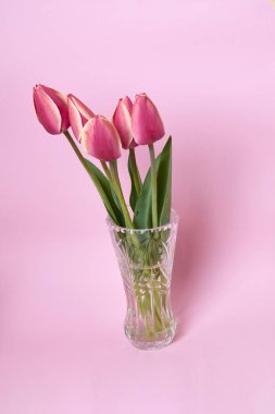 Pembe arka planda vazoda güzel laleler, kutlama konsepti.  