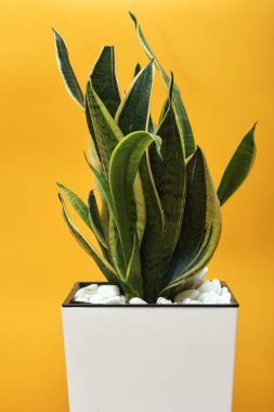 Parlak sarı arka plan üzerinde saksıda Sansevieria veya Yılan bitki